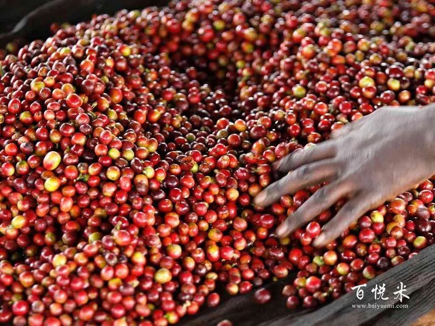 咖啡豆怎么選才能煮出好喝的咖啡？看完你就懂了